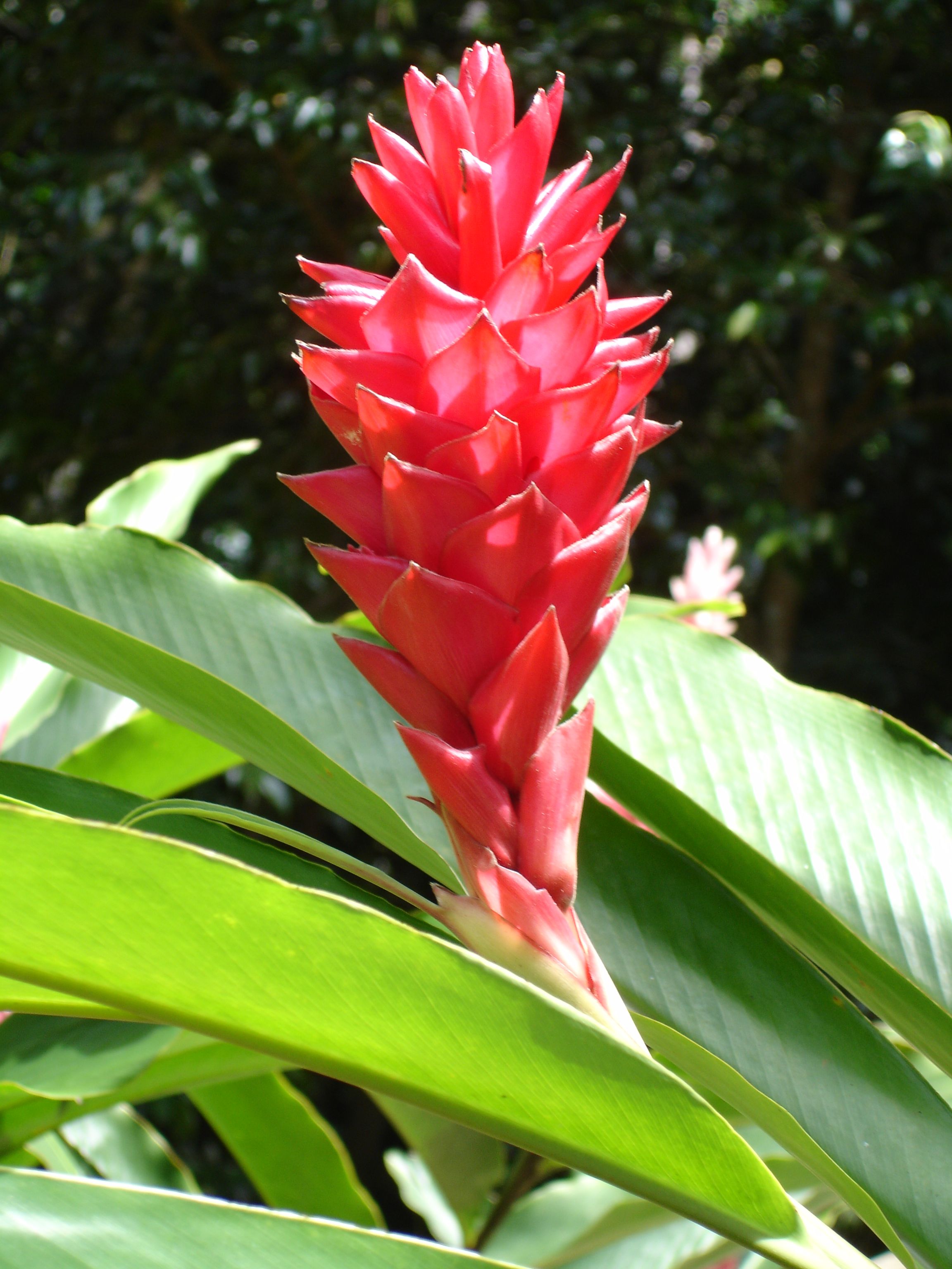 Alpinia globosa